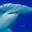 sharkyeet