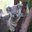 Koala Backflip