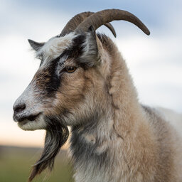 Darshan Dikshit Choudhury#8948