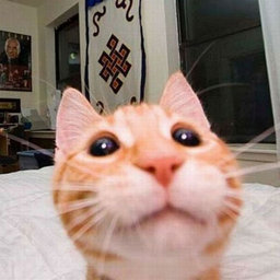 faze_foxaa