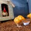 Nuggets poêler (was deleted at: 2026-05-02T13:33:15.1482149Z)
