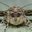 MothMan