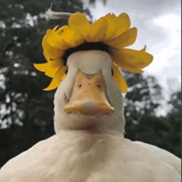 Duck called Aaronimus