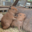 capybara handlers