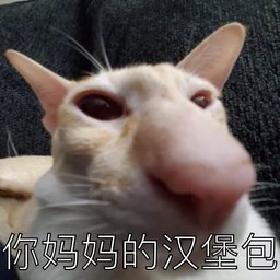agasgsgsgsg