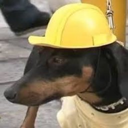 Il Bassotto