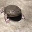 toads rage