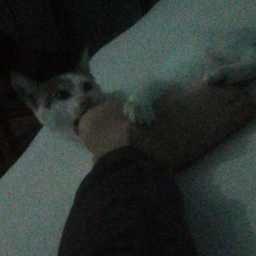 PistolShrimp