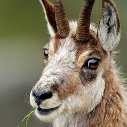 BowlOfRiceFor5.25Dollars