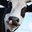 White Cow