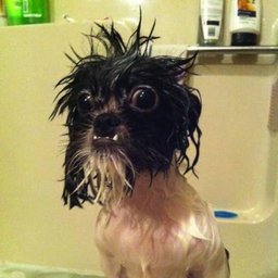 ricardo dog