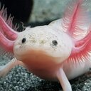 axlotlerskiy