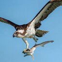 Undisputed champion 🏆