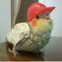 patekvlr