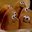 McNuggets