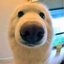Good Boiiis