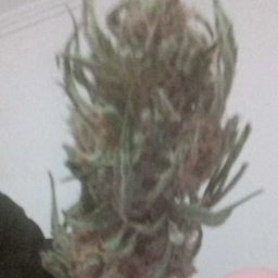 StrapIN