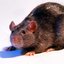 Ratkiws