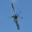 FireFly08151