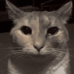 neko___