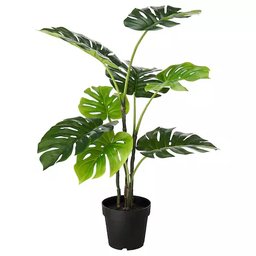 Plantwithinplant