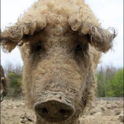 Mangulito