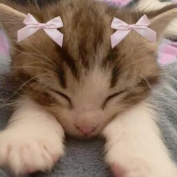 lulluvlr