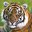 TIGER TIME!