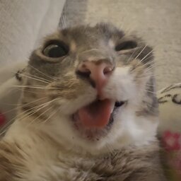 niihzinhafps