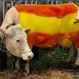 VACAESPAÑOLA