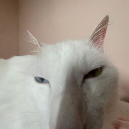 Luigizinn