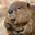Cool Beavers