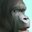 Golirile