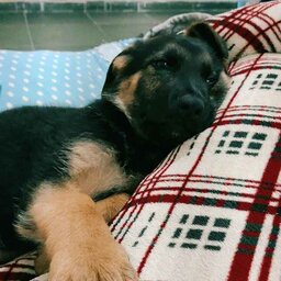 joyful_seahorse_19443