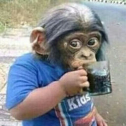 magicschoolbusdropout