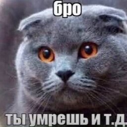 qon