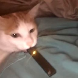 Rên