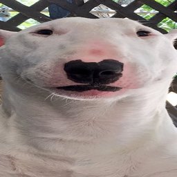 HotDog.
