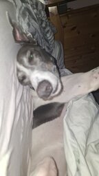 snoshy