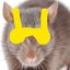 Gangsta Rat