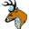 Hart Stag