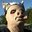 pig benis