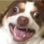 RandumDoge
