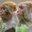 EUNE monkeys