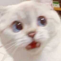 Sweet Cookie Cat