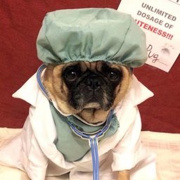 DogtorPug