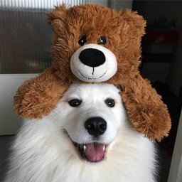 kcheerno