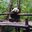 Chengdu Pandas