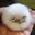 weez-