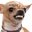 Jglar dogdur